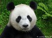 Fotokaart Panda (portret) (Dier03) - 1 - Thumbnail