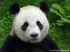 Fotokaart Panda (portret) (Dier03)