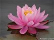 Fotokaart Roze waterlelie (Bloem01) - 1 - Thumbnail