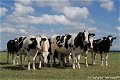 Fotokaart Nieuwsgierige koeien (Dier16) - 1 - Thumbnail