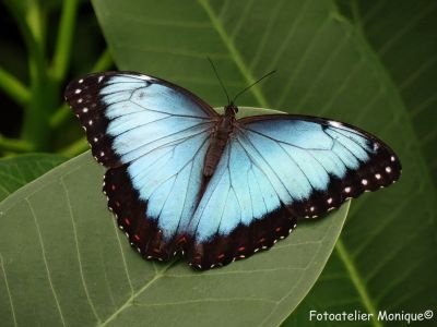 Fotokaart Blauwe Morpho vlinder (Dier12) - 1