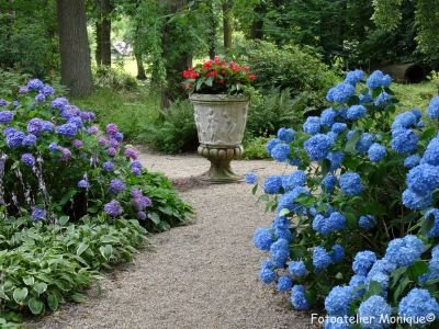 Fotokaart Blauwe hortensia's (Bloem03) - 1