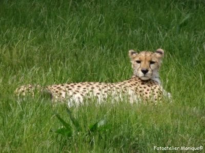 Poster Cheeta met softfocus-effect (PO53) - 1