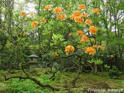 Poster Japanse tuin: oranje rhododendron en ornament (PO37) - 1