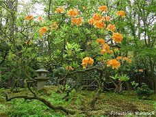 Poster Japanse tuin: oranje rhododendron en ornament (PO37)