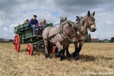 Fotokaart Zeeuwse trekpaarden met wagen (Dier17) - 1