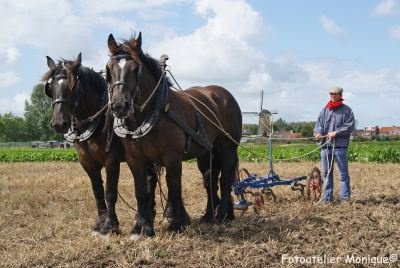 Fotokaart Zeeuwse trekpaarden met cultivator (Dier18) - 1