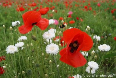 Fotokaart klaprozen, witte korenbloemen en een hommel (Bloem12) - 1