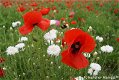 Fotokaart klaprozen, witte korenbloemen en een hommel (Bloem12) - 1 - Thumbnail
