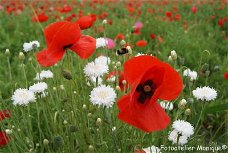 Fotokaart klaprozen, witte korenbloemen en een hommel (Bloem12)