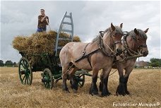 Fotokaart Zeeuwse trekpaarden met hooiwagen (Dier19)