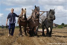 Fotokaart Drie Zeeuwse trekpaarden met zelfbinder (Dier21)