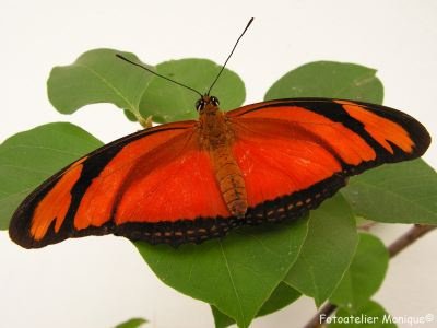 Fotokaart Oranje vlinder (Dier10) - 1