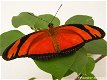 Fotokaart Oranje vlinder (Dier10) - 1 - Thumbnail