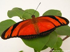 Fotokaart Oranje vlinder (Dier10)