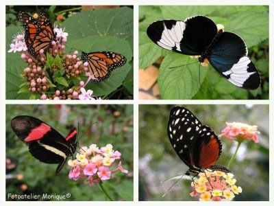 Fotokaart Collage vlinders (Dier13) - 1