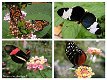 Fotokaart Collage vlinders (Dier13) - 1 - Thumbnail