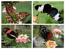 Fotokaart Collage vlinders (Dier13)