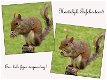 Fotokaart Collage eekhoorns (Dier26) - 1 - Thumbnail
