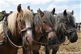 Fotokaart Drie paardenhoofden (Dier22) - 1 - Thumbnail