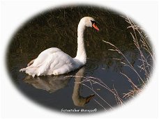 Fotokaart Witte zwaan weerspiegeling in wit ovaal kader (Dier06)