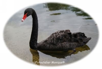 Fotokaart Zwarte zwaan in wit ovaal kader (Dier07) - 1