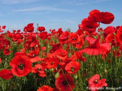 Fotokaart Klaprozen (laag standpunt) (Bloem13) - 1