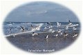 Fotokaart Zeelandschap met meeuwen in wit ovaal kader (Mar09) - 1 - Thumbnail