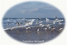 Fotokaart Zeelandschap met meeuwen in wit ovaal kader (Mar09)