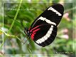 Fotokaart Vlinder zwart-wit-rood (Con01) - 1 - Thumbnail