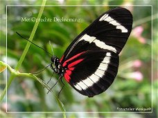 Fotokaart Vlinder zwart-wit-rood (Con01)