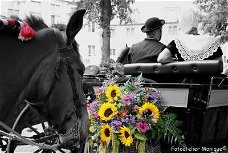 Fotokaart Paard kijkt naar bloemstuk sjees (zwart-wit met gekleurde details) (Folk04)