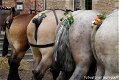 Fotokaart Paardenkonten (Folk14) - 1 - Thumbnail