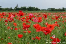 Fotokaart Rode en roze klaprozen (Bloem14)