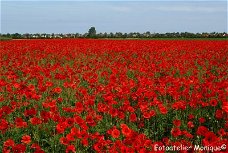 Fotokaart Veld rode klaprozen (Bloem15)