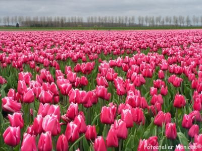 Fotokaart Roze tulpenveld (Bloem08) - 1