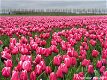 Fotokaart Roze tulpenveld (Bloem08) - 1 - Thumbnail