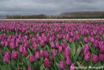 Fotokaart Paars tulpenveld (Bloem09) - 1