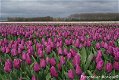 Fotokaart Paars tulpenveld (Bloem09) - 1 - Thumbnail