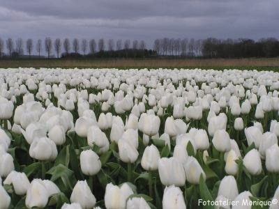 Fotokaart Wit tulpenveld (Bloem10) - 1