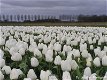 Fotokaart Wit tulpenveld (Bloem10) - 1 - Thumbnail