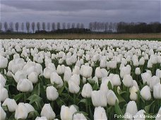 Fotokaart Wit tulpenveld (Bloem10)