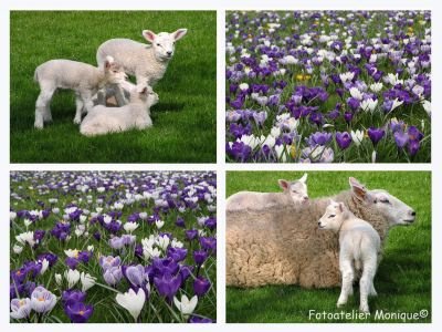 Fotokaart Collage lammetjes en krokussen (Lente02) - 1