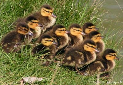 Fotokaart Jonge eendjes (Lente03) - 1