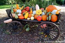 Fotokaart Boerenwagen met kalebassen en pompoenen (Herfst02)