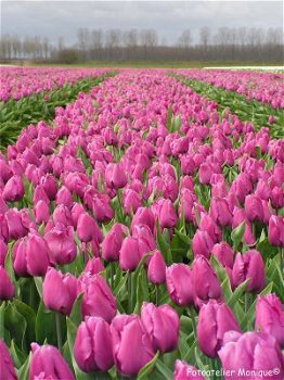 Fotokaart Veld donkerroze tulpen (Bloem11) - 1