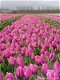 Fotokaart Veld donkerroze tulpen (Bloem11) - 1 - Thumbnail