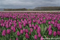 Fotokaart Paars tulpenveld (Lente05)