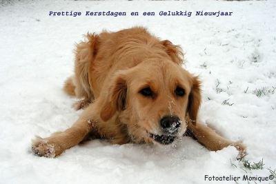 Fotokaart Golden Retriever in de sneeuw (Kerst01) - 1