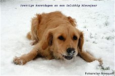 Fotokaart Golden Retriever in de sneeuw (Kerst01)